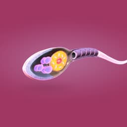 Sperm Cell