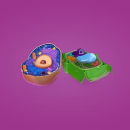 Animal Cell and Plant Cell